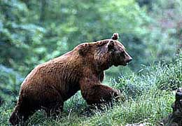 CHI UCCIDE L’ORSO MARSICANO?