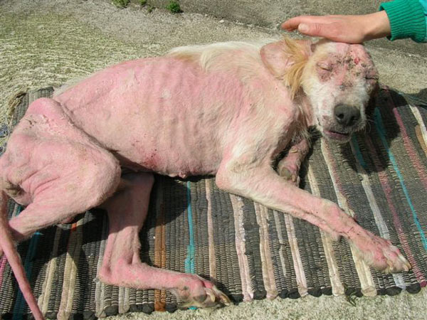 I PROFESSORI DELLA RAZZA PURA