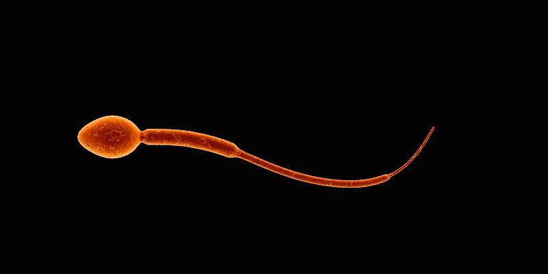 Fecondi in tempo di Covid